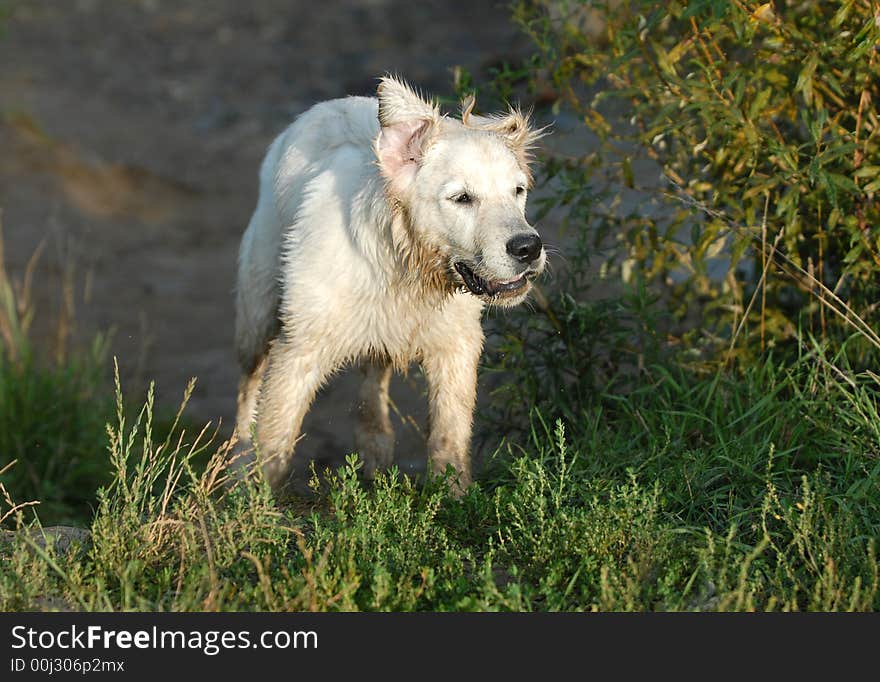 Young dog - golden Retriver runing by the grass