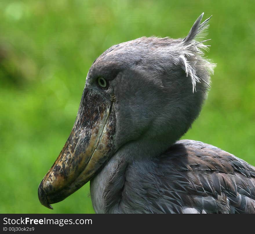 Shoebill-unique bird from Tanzania. Shoebill-unique bird from Tanzania