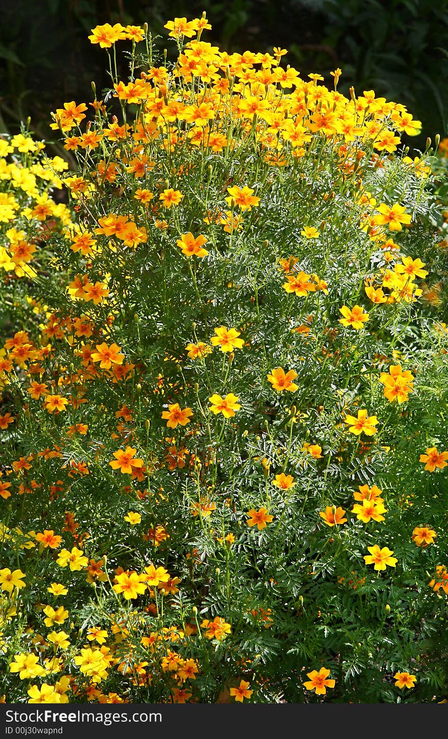 The big bush of yellow and orange flowers.