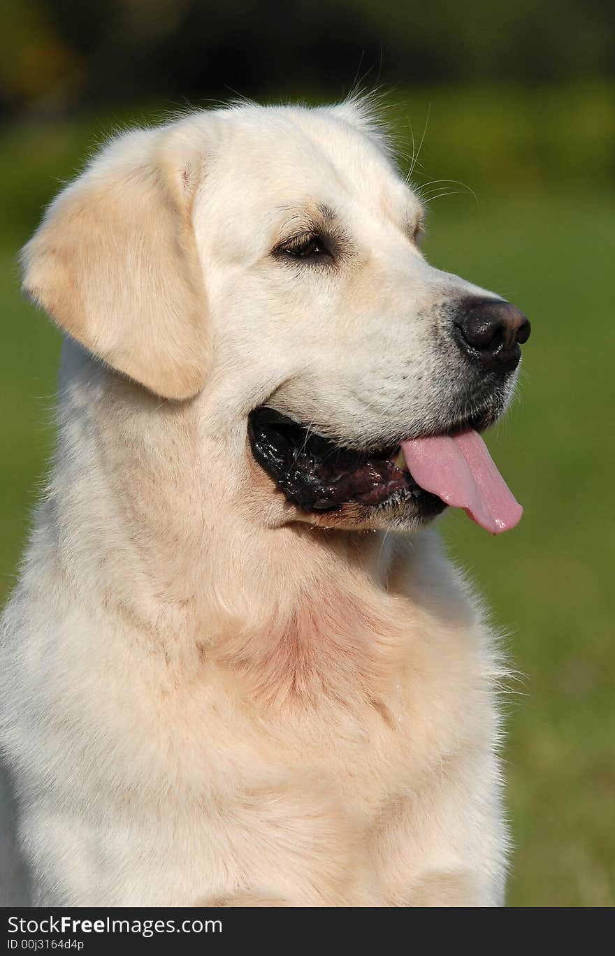 A nice dog portait with mouth open. A nice dog portait with mouth open