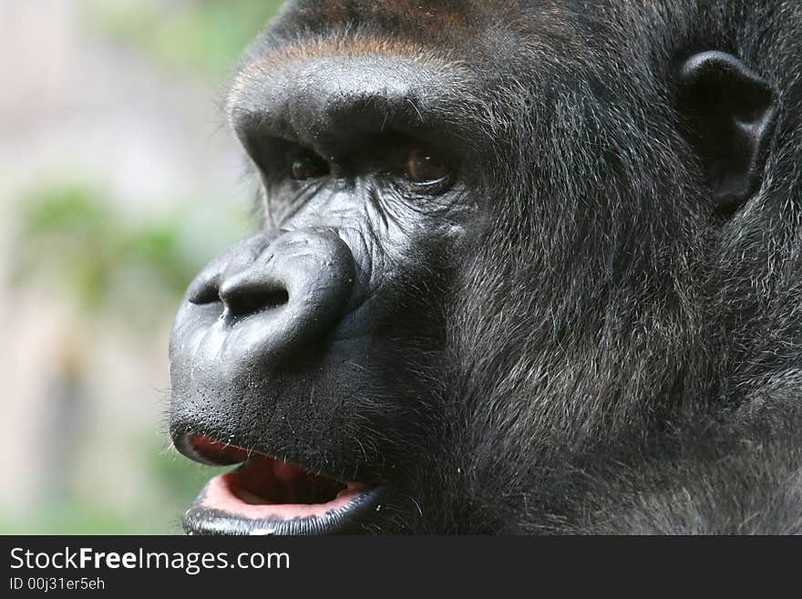 Gorilla face with it's mouth half open. Gorilla face with it's mouth half open