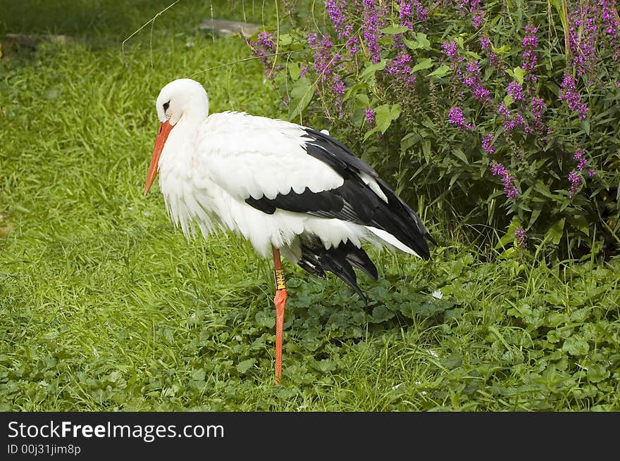 Beautiful stork with green natural background and flowers. Beautiful stork with green natural background and flowers