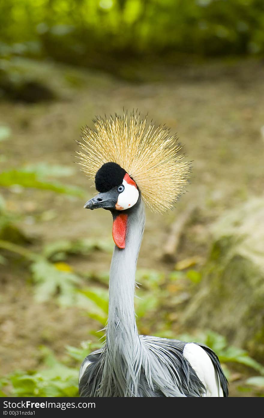 Crowned crane bird