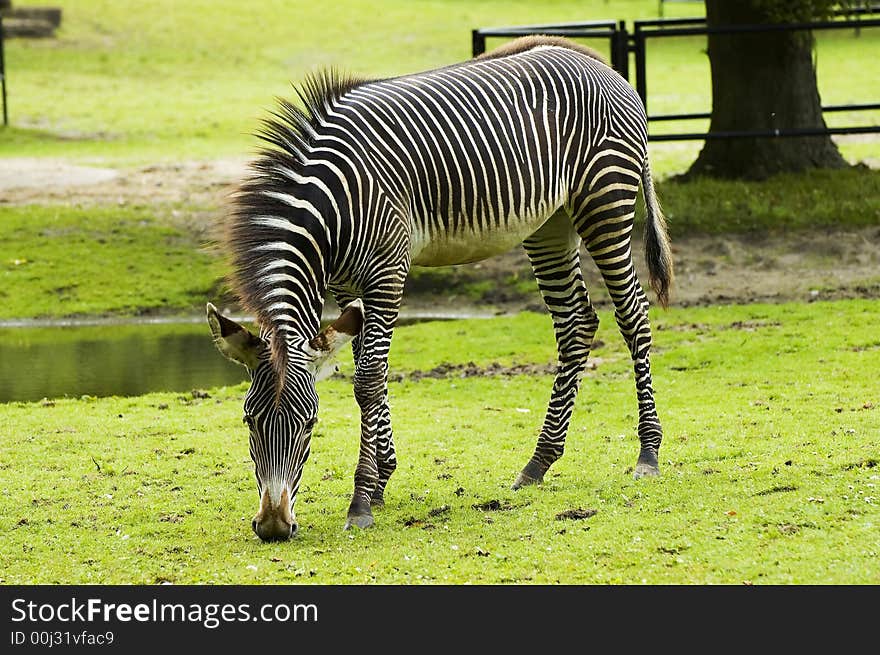 Zebra grasing with natural greenish background