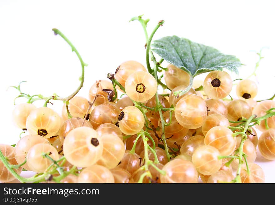 white currant on white background