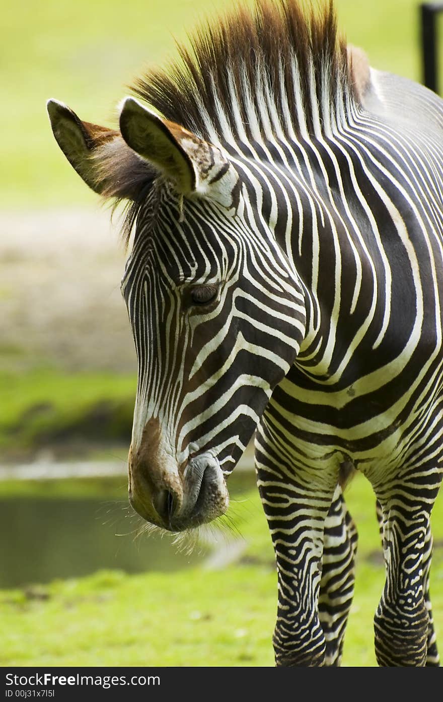 Portrait of zebra with natural blurry background. Portrait of zebra with natural blurry background