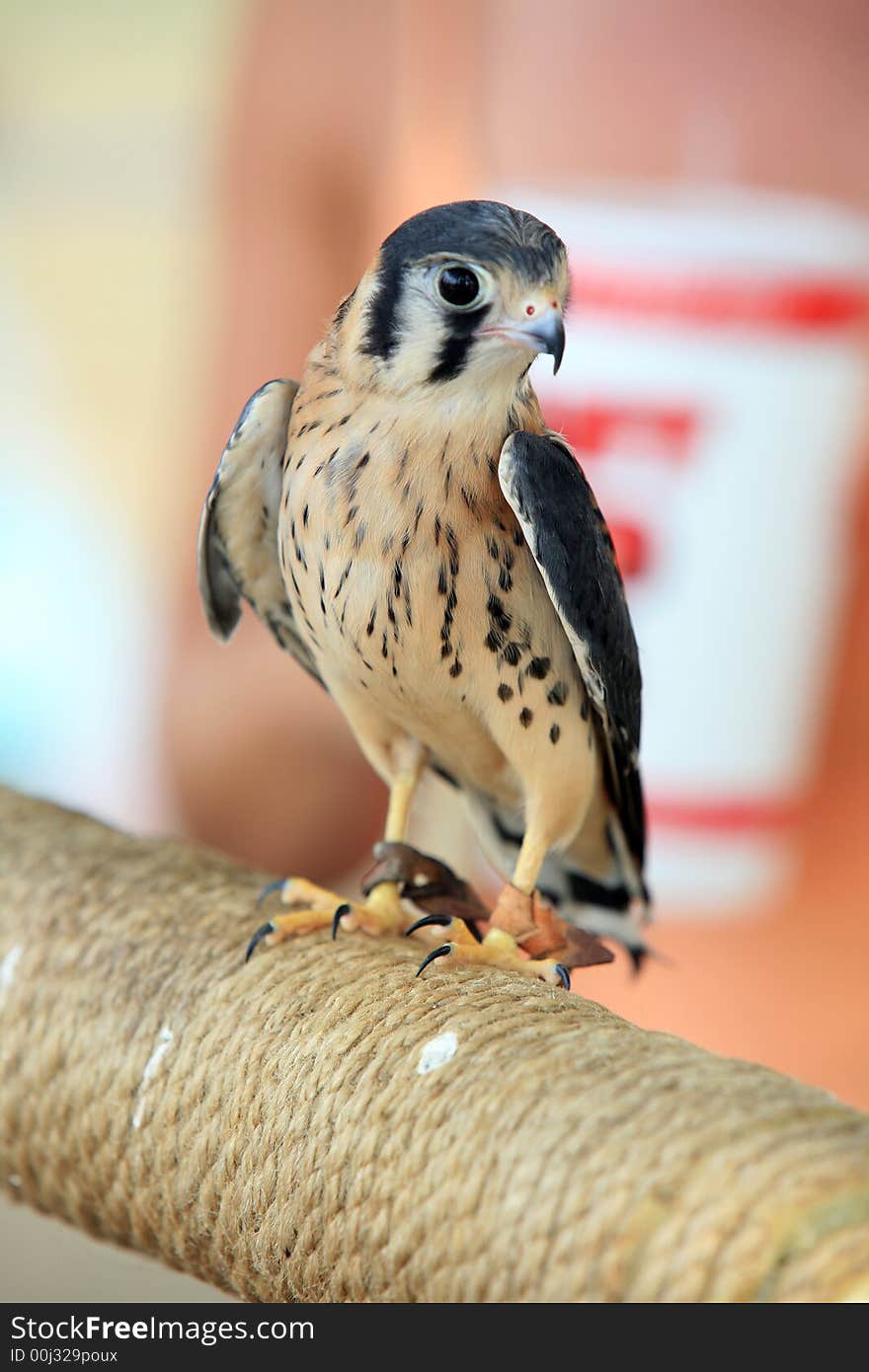 The Kestral is a quick and nimble raptor its prey the field mouse