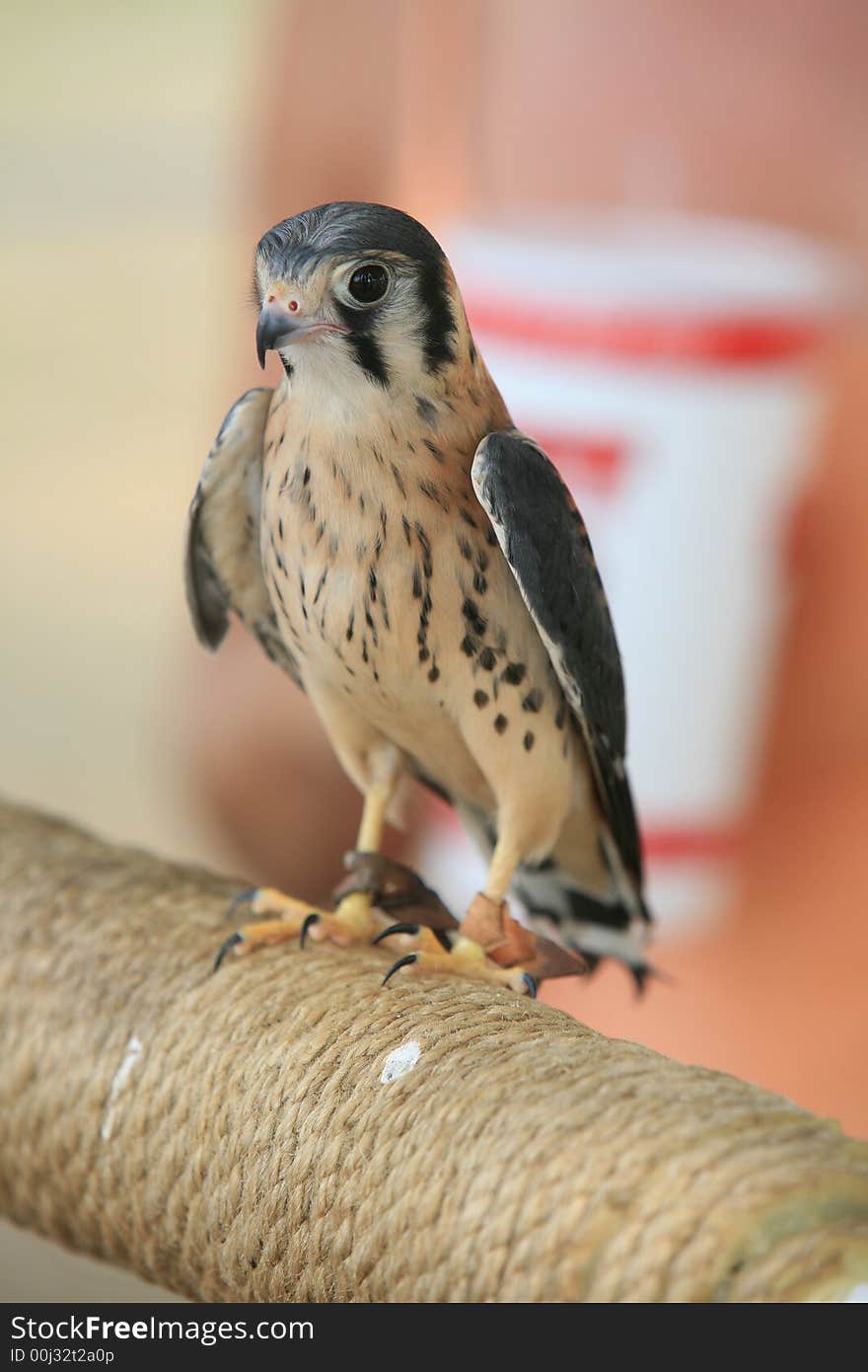 The Kestral is a quick and nimble raptor its prey the field mouse