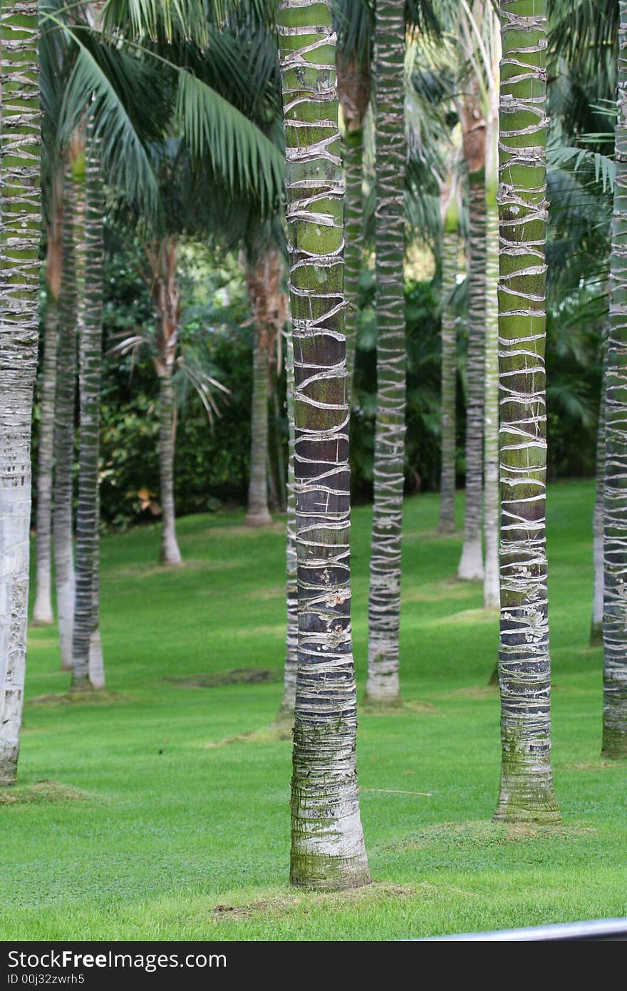 Palm trees in parc with green grass