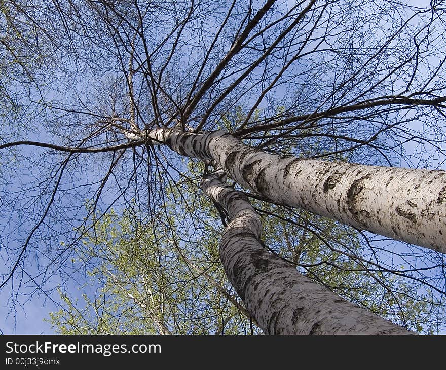 Green tree on a urban background