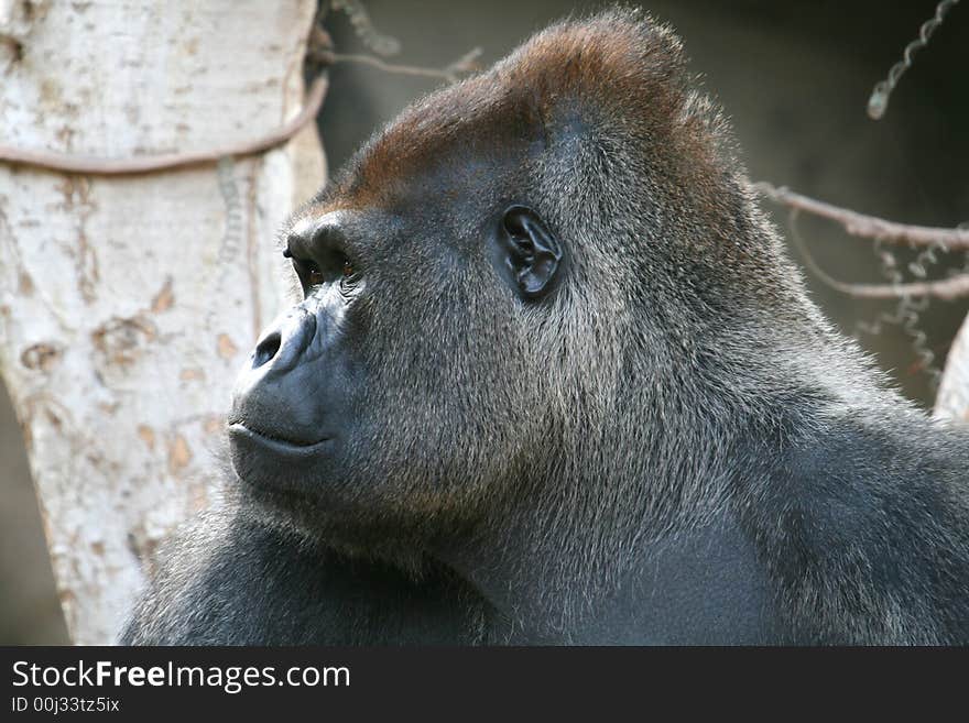 Huge black male gorilla head looking sad. Huge black male gorilla head looking sad