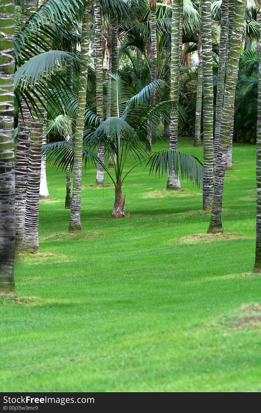 Small palm tree in palm tree garden