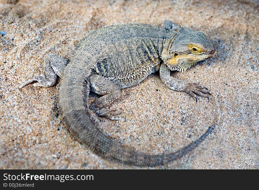 Bearded Dragon lizard over desert sand