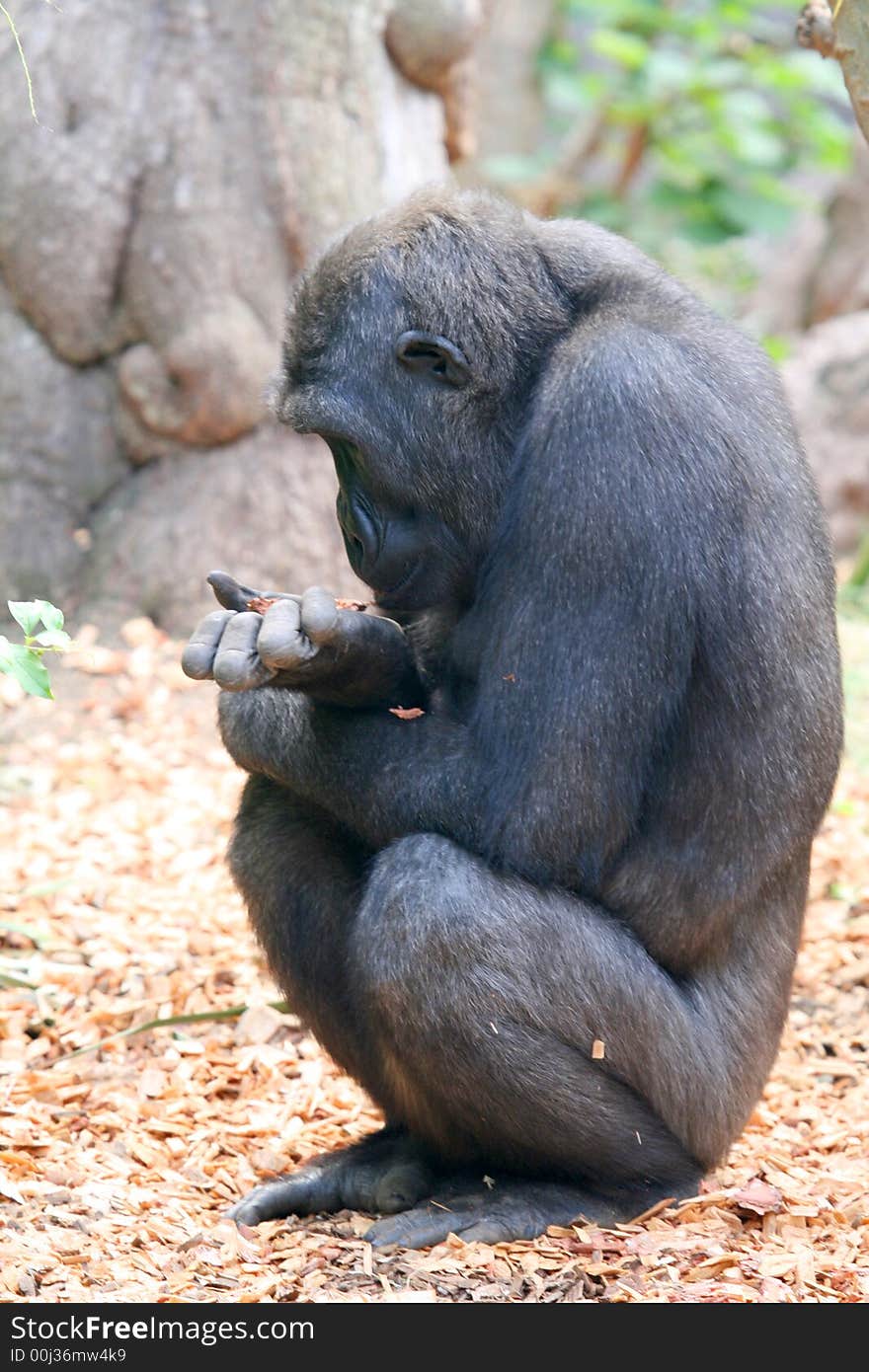 Young gorilla profile looking in his hand