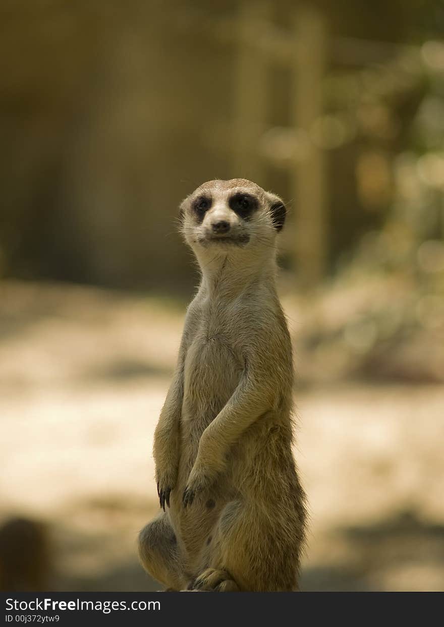 Merkat watching over his family in my home-town zoo. Merkat watching over his family in my home-town zoo