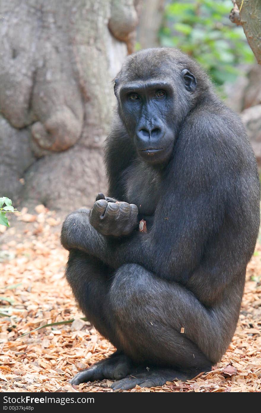 Young gorilla monkey with hand closed in front of him