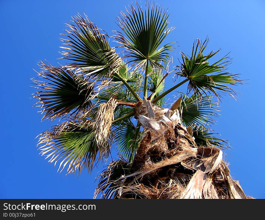 Tropical palm on deep blue sky