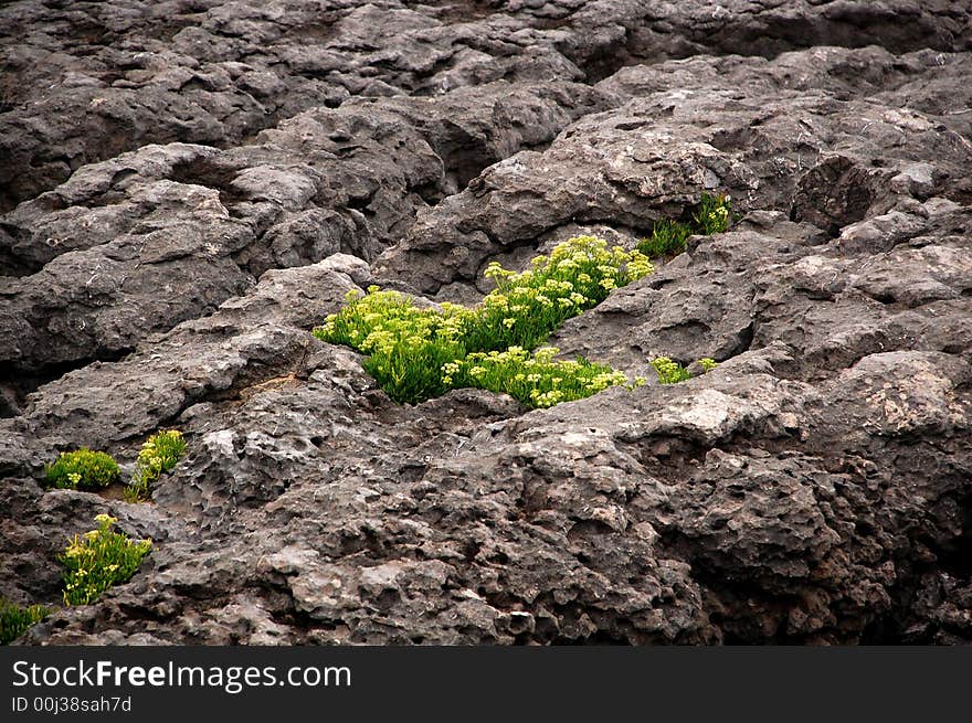 Flowers on a cliff in a park