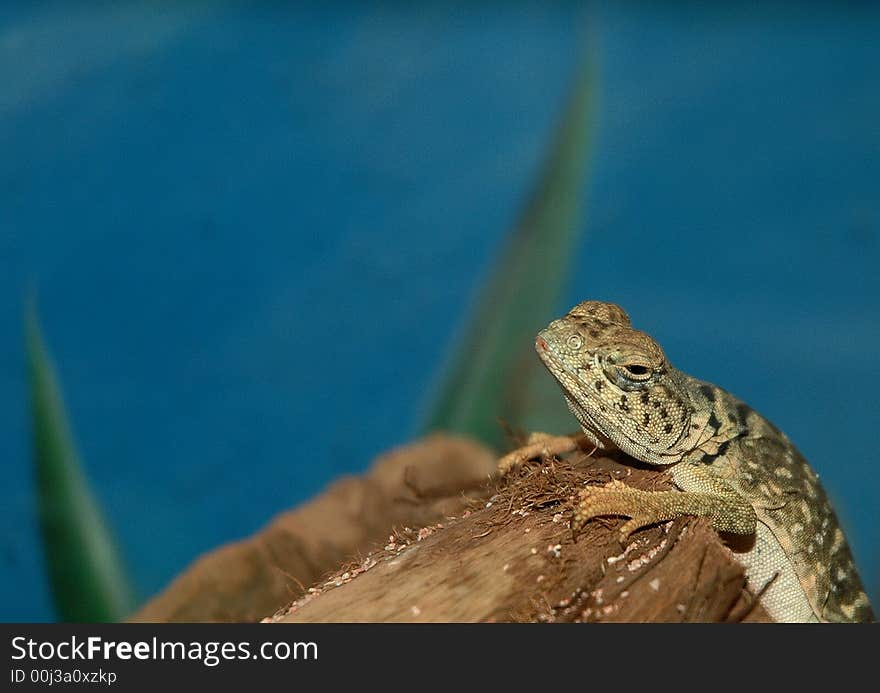 Gecko