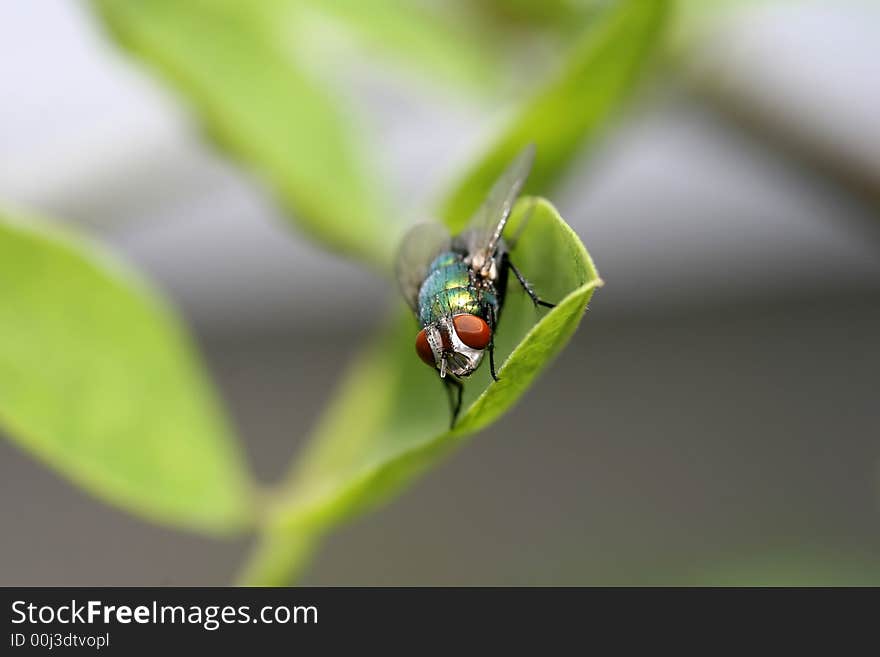 A macro photograph of a red eyed fly