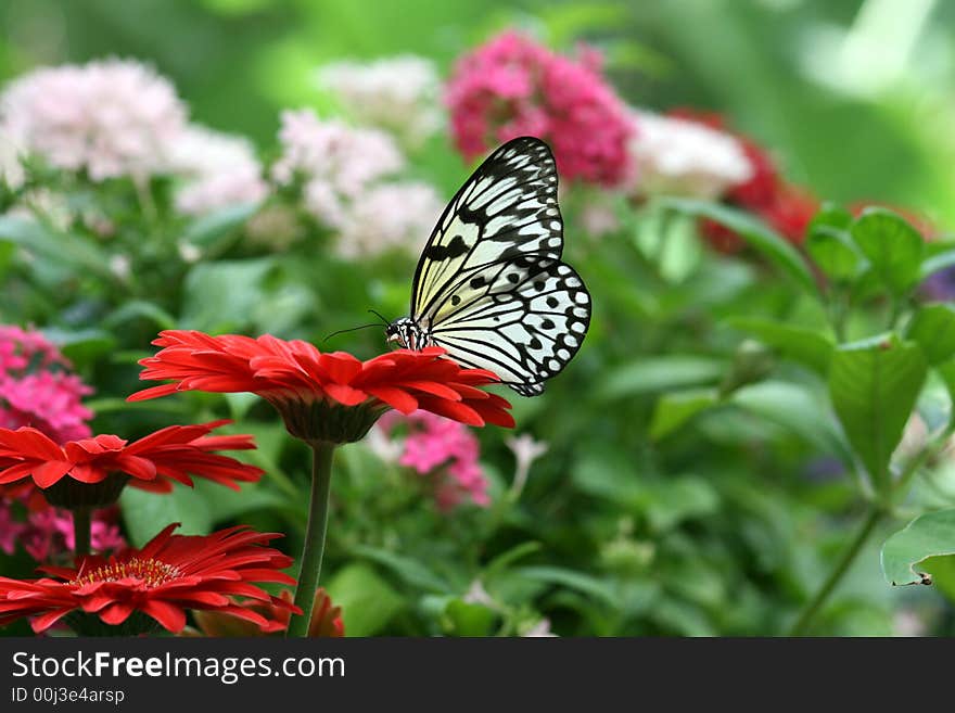 White and Black butterfly sipping on a red daisy flower. White and Black butterfly sipping on a red daisy flower.