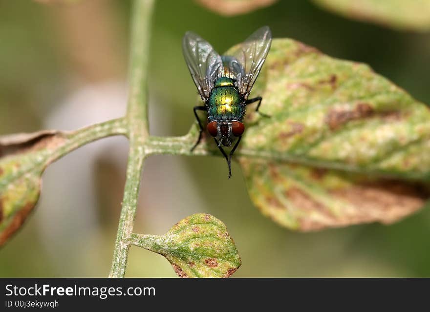 A green fly perched on a leaf