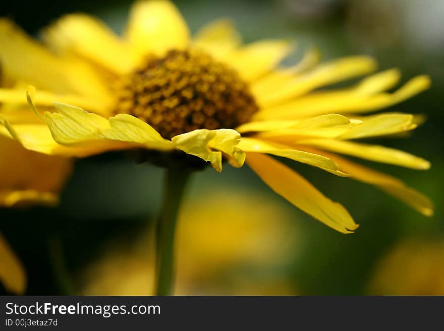 Yellow Flower