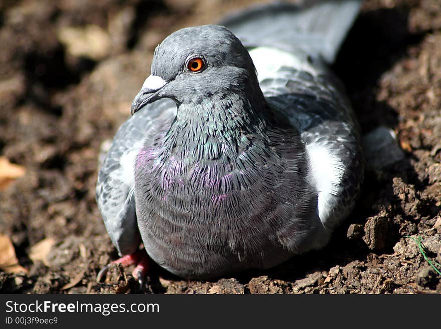 Pigeon In The Park