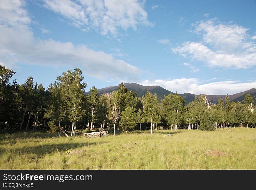 High Mountain Meadow