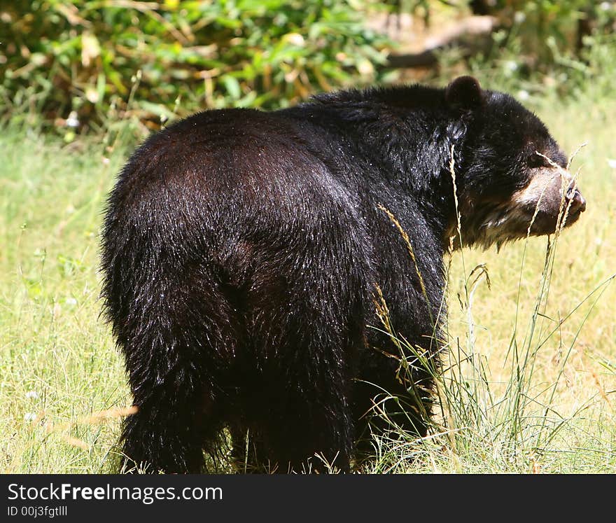 Wet Black Bear