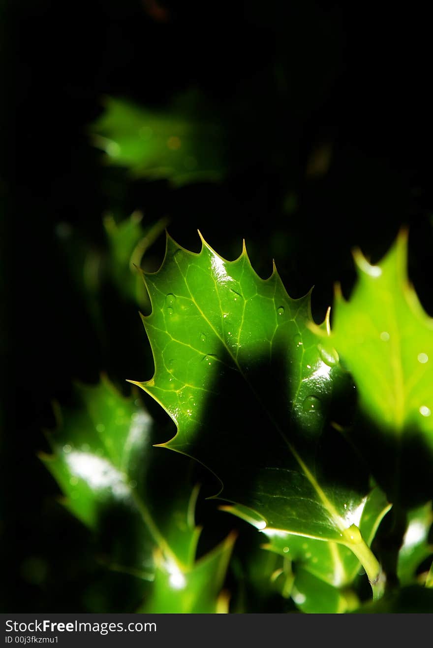 Holly leaves with bright and vivid colours on dark background