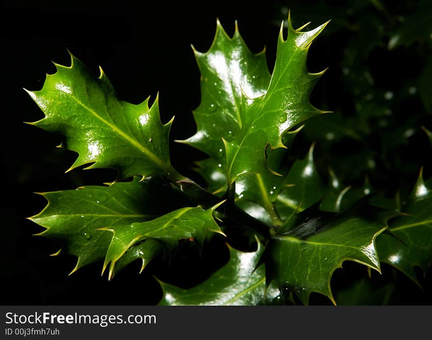 Holly leaves with bright and vivid colours on dark background