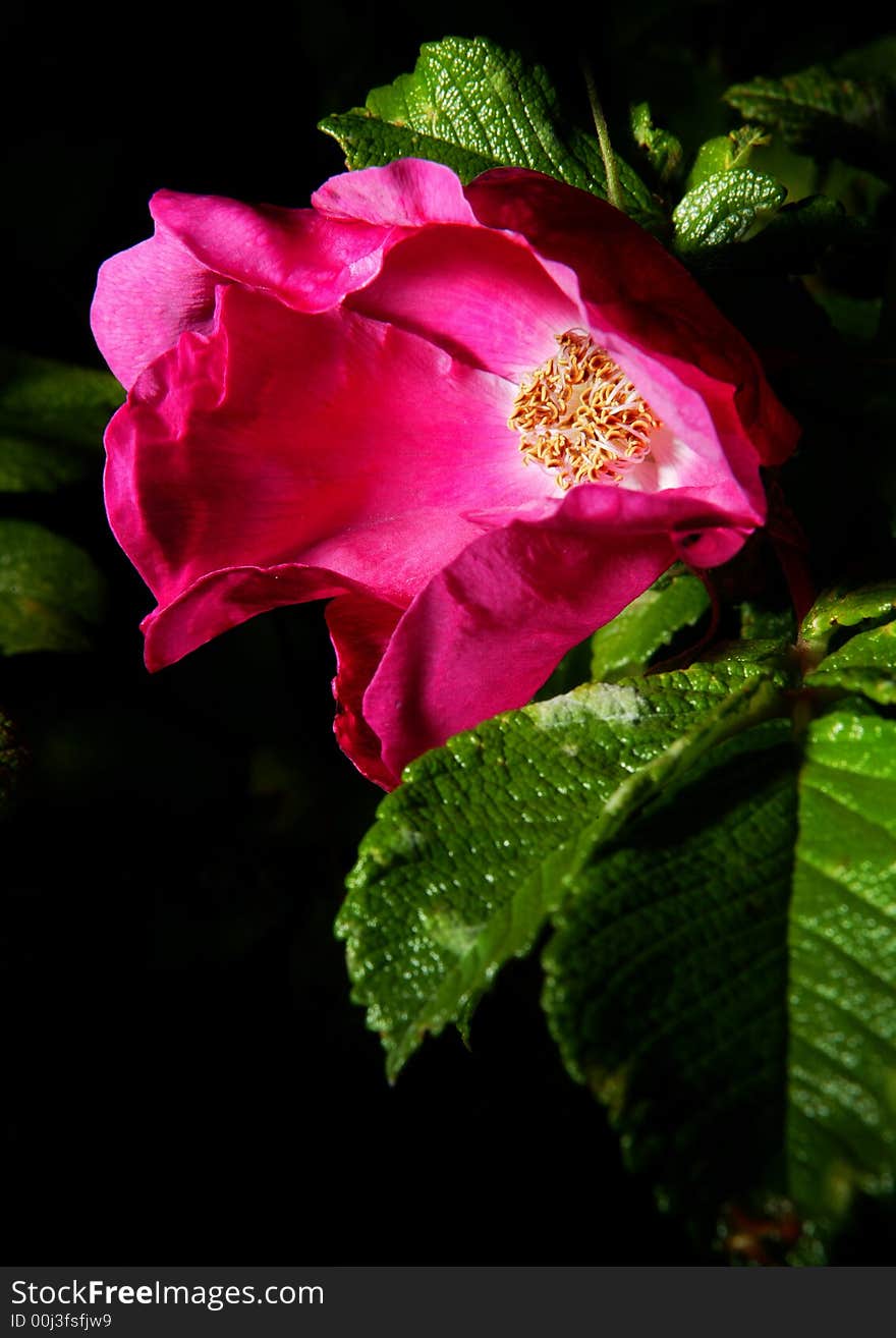 Dying pink flower with green leaves and a black background. Dying pink flower with green leaves and a black background