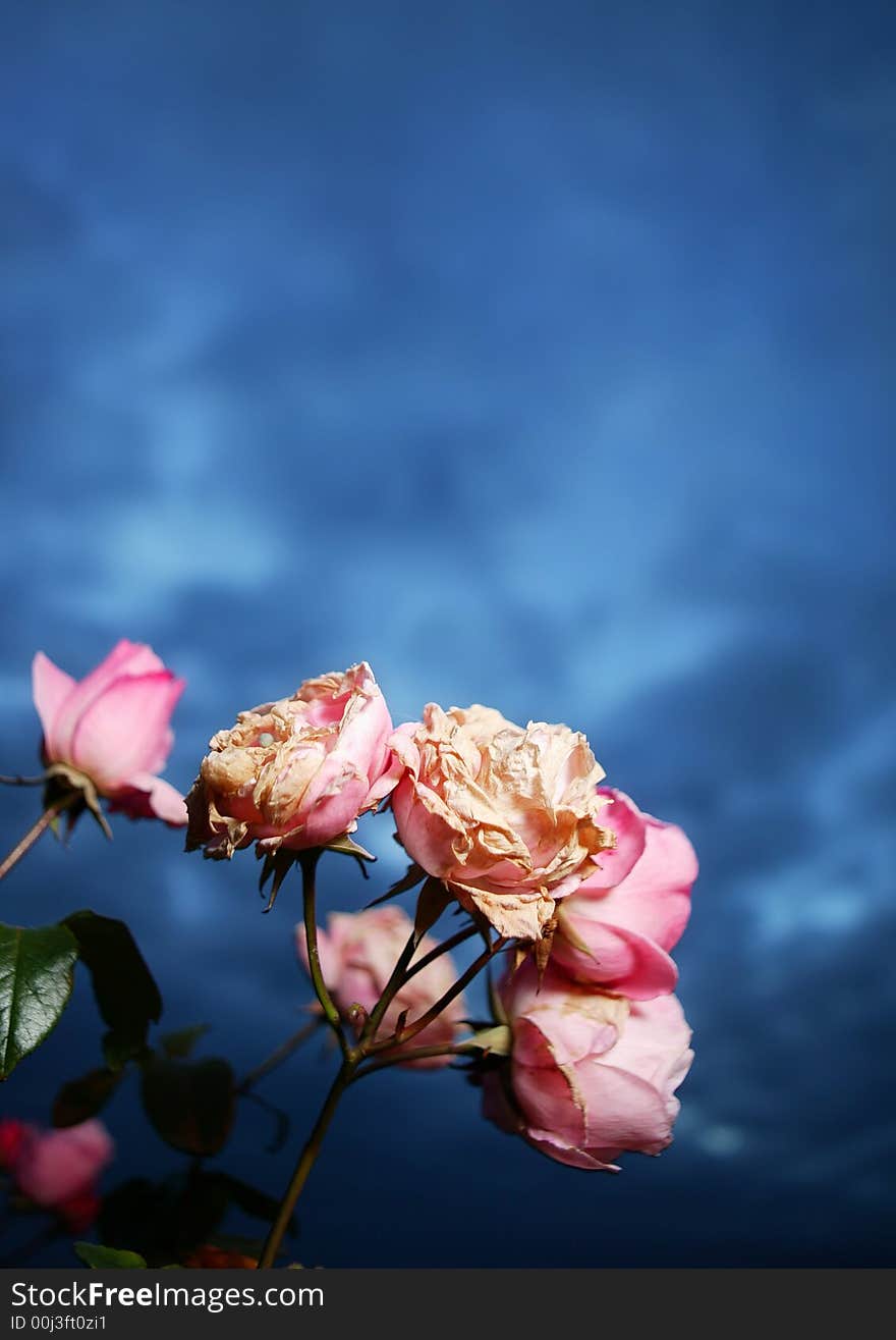 Dying pink rose flowers against a dark blue dawn sky in the Scottish Highlands. Dying pink rose flowers against a dark blue dawn sky in the Scottish Highlands