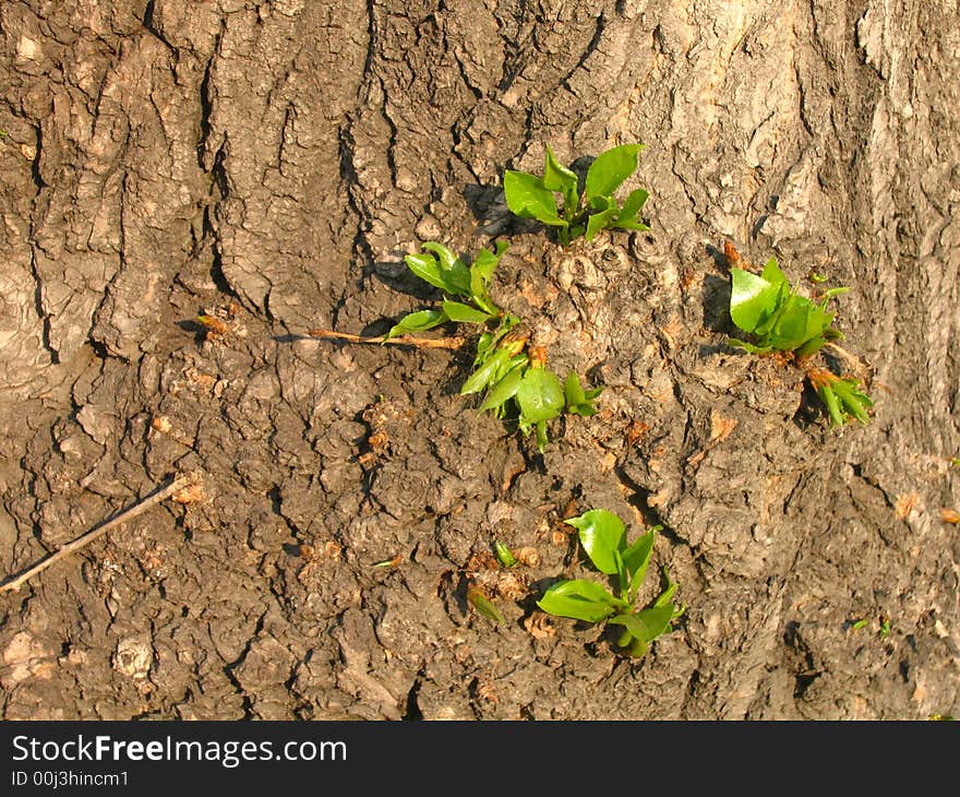 A view with leaves on the poplar stem. A view with leaves on the poplar stem