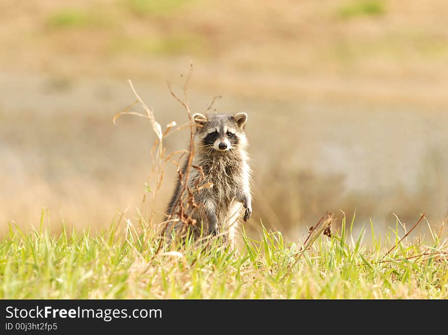 A cute raccoon stands up and looks around the wildlife refuge. A cute raccoon stands up and looks around the wildlife refuge.