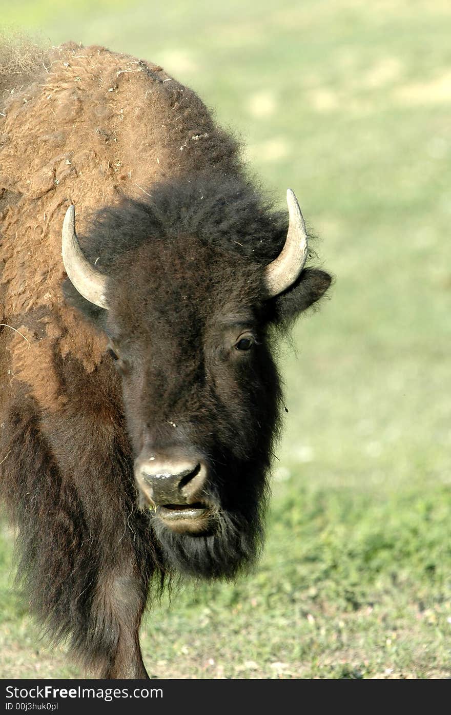 American Bison