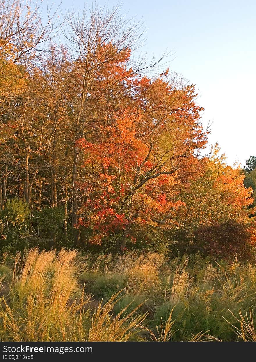 Autumn Meadow