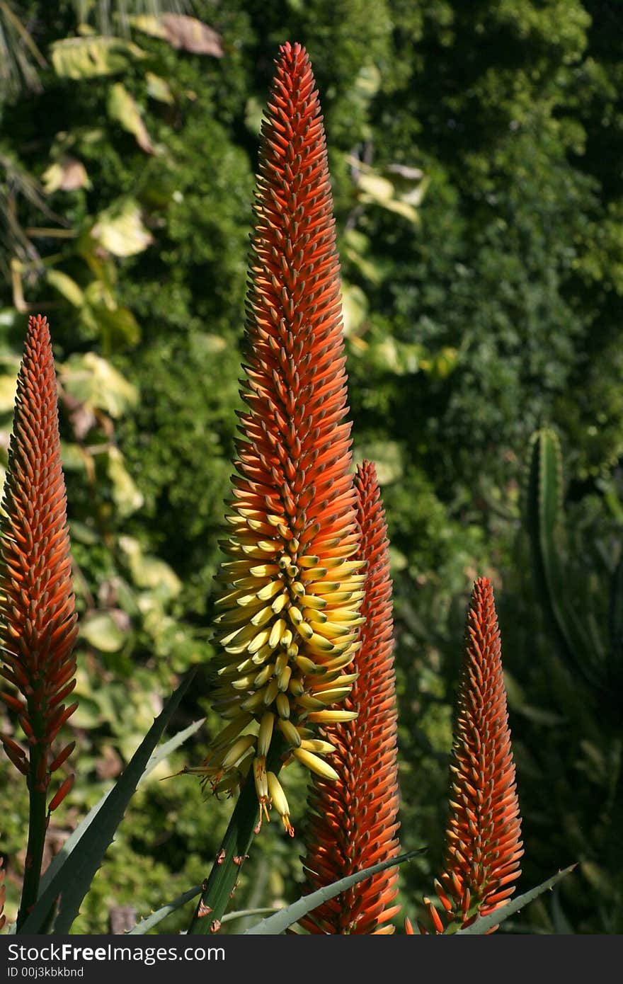 Red orange aloe vera flower close up