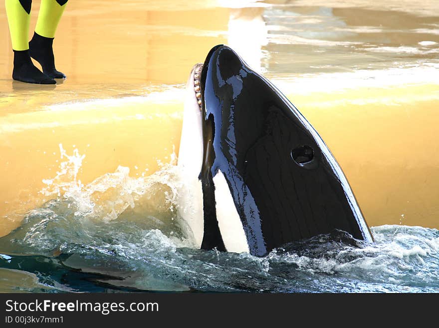 Killer whale being feeded with fish. Killer whale being feeded with fish