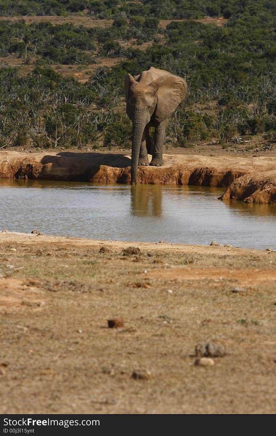 Elephant all alone at the waterhole