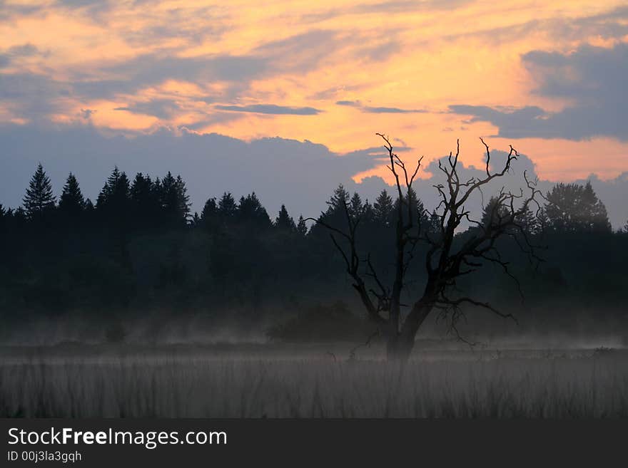 Sunrise over a slightly foggy wetland around a dead tree with a painted sky. Sunrise over a slightly foggy wetland around a dead tree with a painted sky.