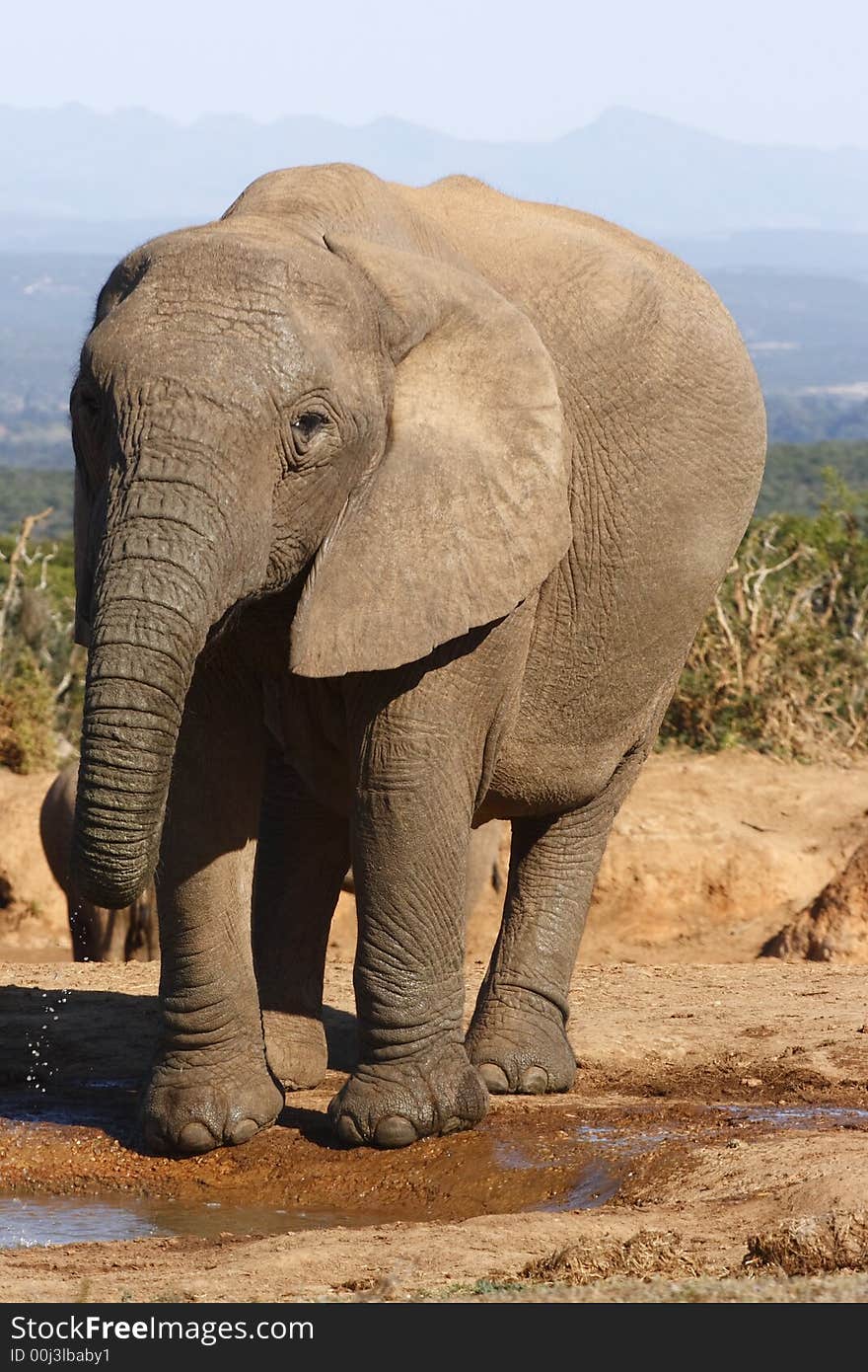 Drinking all alone at a waterhole. Drinking all alone at a waterhole