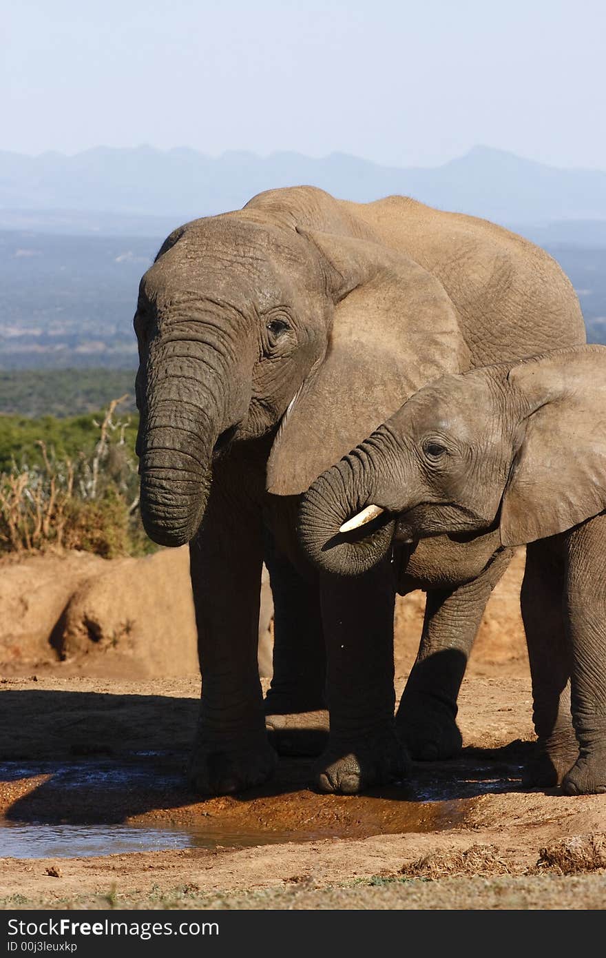 Drinking at the same time at the waterhole