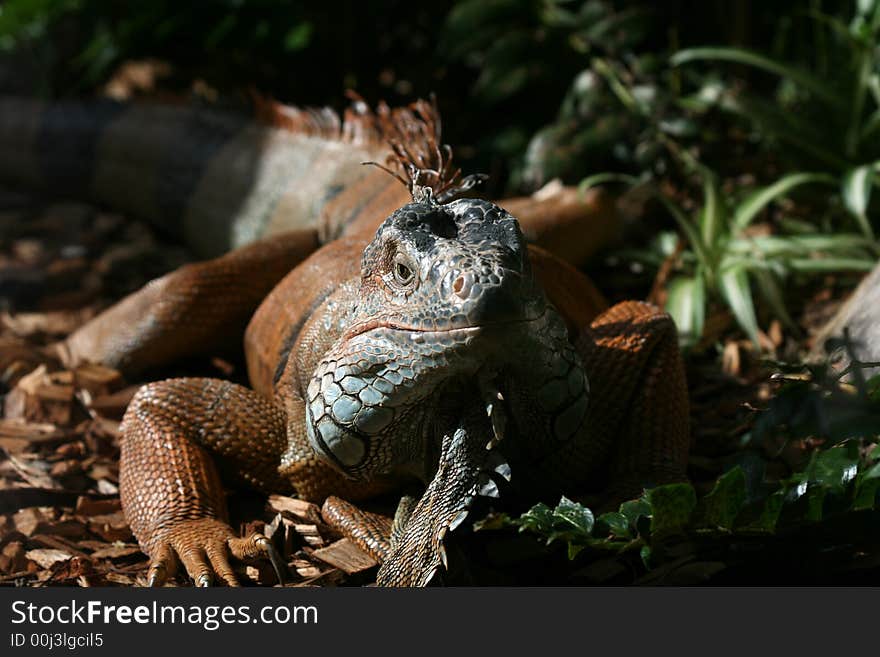 Big lizard lying still on the ground