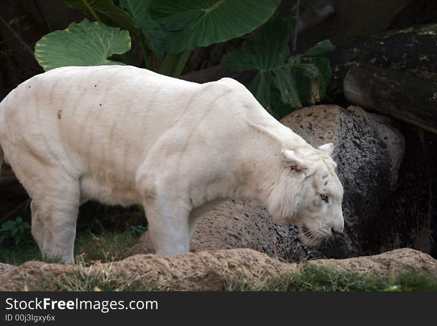 White tiger walking on rock in the forest