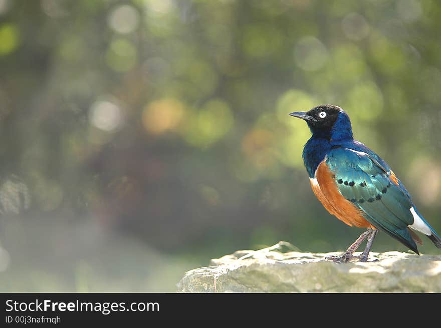 A colorful African superb starling with a light green background.