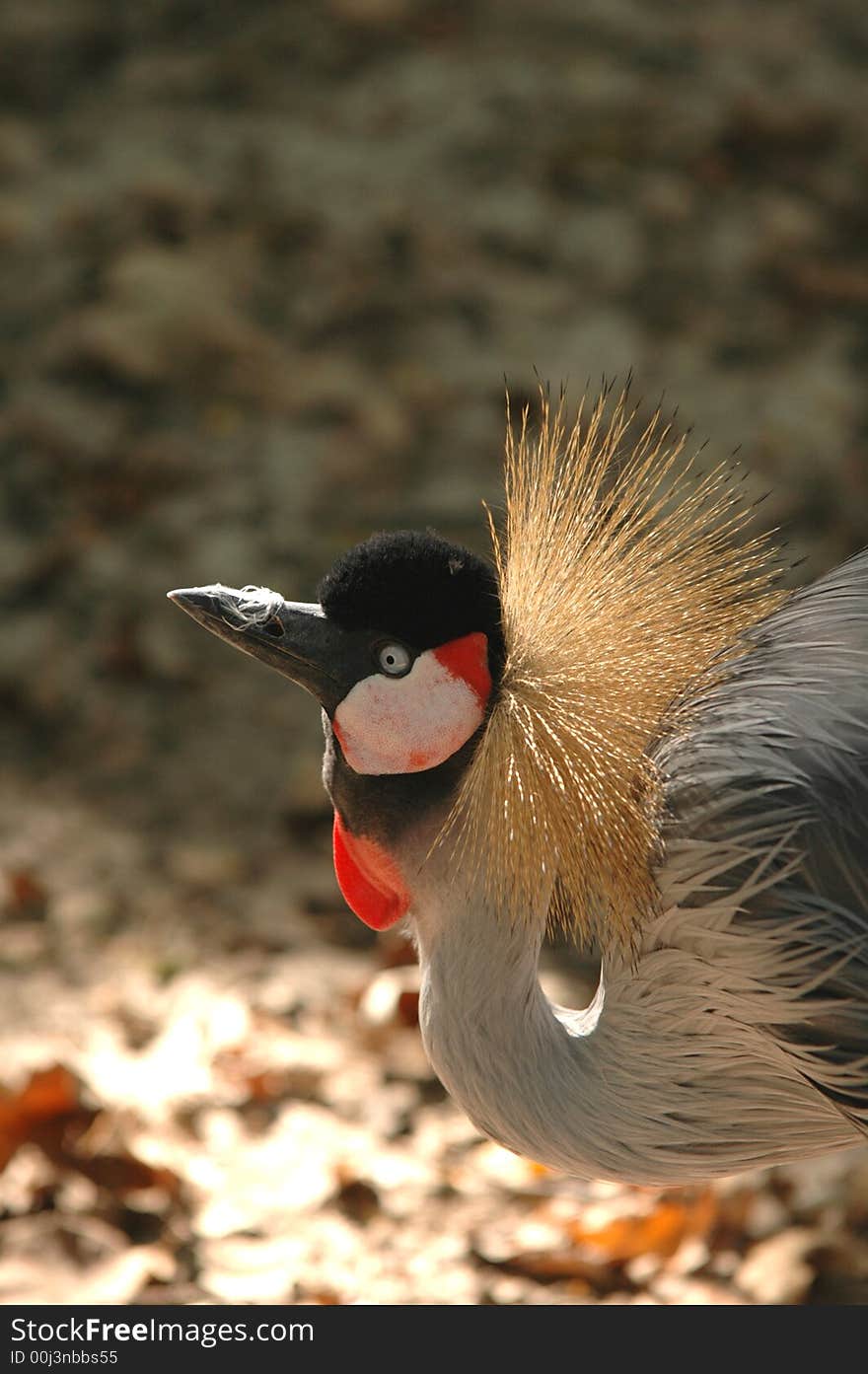 This grey crowned crane appears to be annoyed by the feather on it's beak.