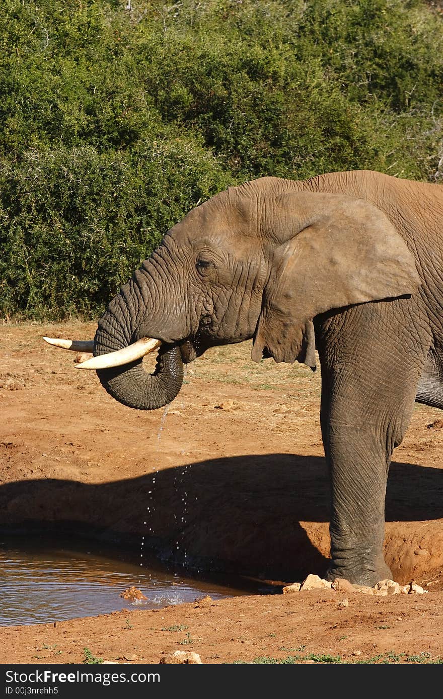 Elephant bull drinking on a hot day. Elephant bull drinking on a hot day