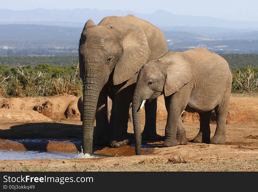 Mom teaching youngster some new tricks. Mom teaching youngster some new tricks